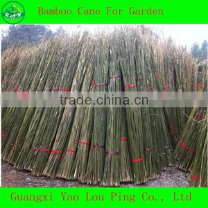 China Lucky Bamboo Sticks thumbnail-1