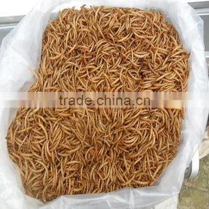 2.5---2.8cm Dried Mealworm for Pet (cat ,dog and Chicken) Food thumbnail-4