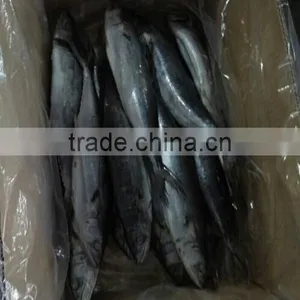 Frozen Spotted Spainsh Mackerel thumbnail-5