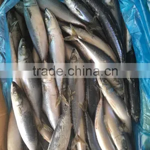 2016 New Caught Frozen Pacific Mackerel thumbnail-2