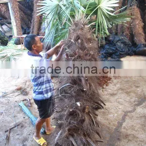 Cold Hardy Palms Trees thumbnail-1