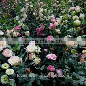 2017 New Cut Fresh Eustomas With Factory Price thumbnail-4