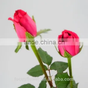 Natural Pink Rose Flowers Fresh Cut Flowers Big Pink Rose for Wedding Decoration thumbnail-4