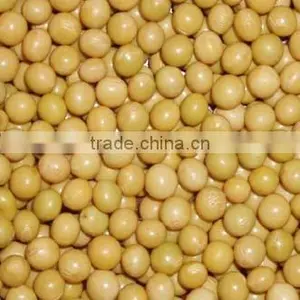 Non-gmo Soybean thumbnail-4