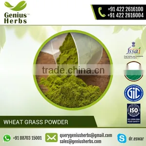 High Grade Wheat Grass Powder For OEM thumbnail-1