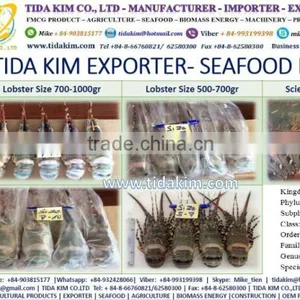 WHOLE ROUND FROZEN LOBSTER P ORNATUS FRESH LIVE - FROZEN BASA FILLLET - PANGASIUS BLACK TIGER SHRIMP - TIDA KIM thumbnail-1