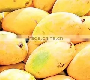 Fresh Chunsa Mango thumbnail-1