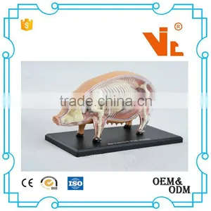 V-AM057 4D MASTER Pig Specimens Anatomical Model thumbnail-1