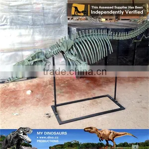 MY Dino-C083 Customized Dolphin Skeleton Replica thumbnail-1