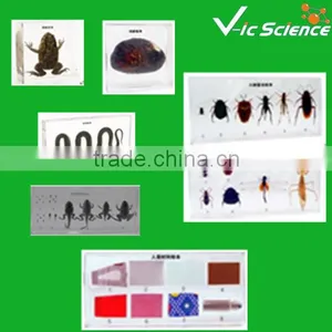 Primary School Embedding Specimens thumbnail-1