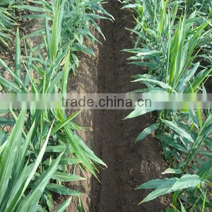 Good Gear Box Using Ginger Power Tiller in Luke Durable thumbnail-2