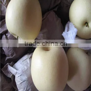 New Crop China Fresh Golden Pear for Sale thumbnail-1