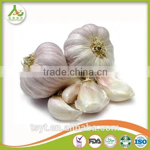Fresh Style White Garlic From Cold Storage thumbnail-1