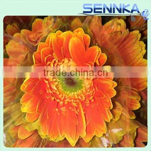 Dolly Fresh Cut Gerbera Flower Natural Gerbera Flower Wholesale Price thumbnail-4