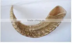 Sheep Drinking Horn thumbnail-1