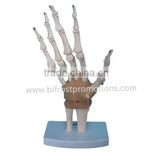 Hand Model thumbnail-1