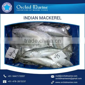 100% Fresh Protein Rich Whole Indian Mackerel Frozen Fish thumbnail-4