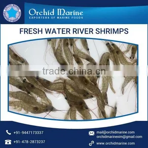 Fresh Quality Widely Demanded Water River Shrimps at Attractive Price thumbnail-1