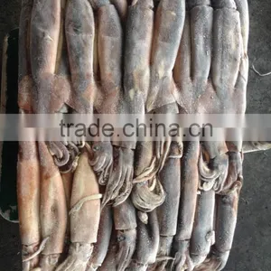 2016 Frozen High Quality Illex Squid 100g-150g thumbnail-3
