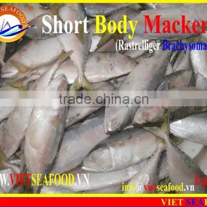 FROZEN SHORT BODY MACKEREL WHOLE ROUND thumbnail-4