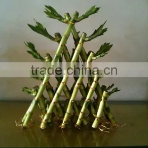 Lucky Bamboo Triangle thumbnail-1