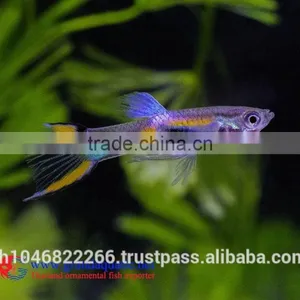 Endler Guppy Fish / Guppy Fish for Sale thumbnail-5