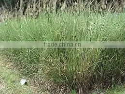 Vetiveria Zizanioides thumbnail-1