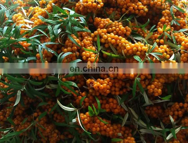 Sea Buckthorn Seed Powder Freeze Drying Processing Machine photo-4