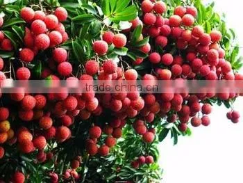 HKVIMEX'S FRESH LYCHEE NEW SEASON 2015