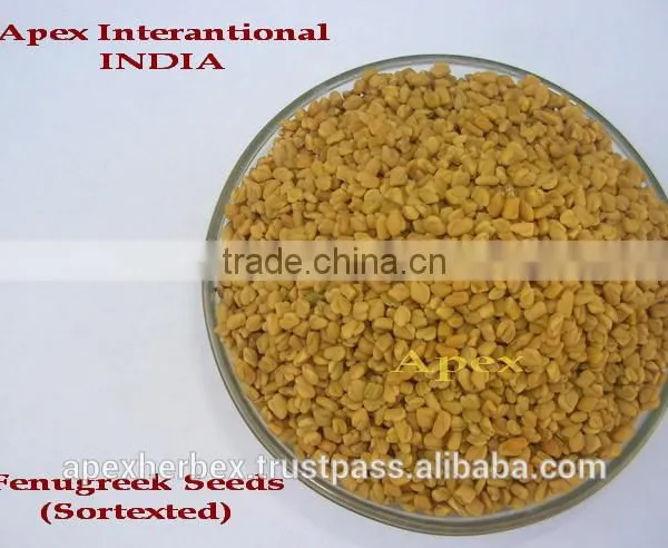 Spices Graecum / Fenugreek Seeds / Methi / Trigonella Foenum-Graecum