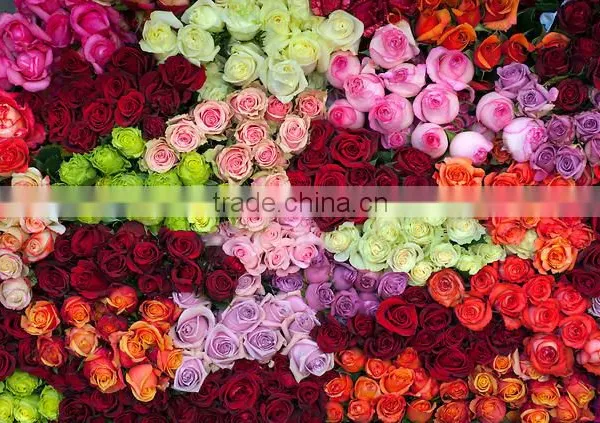 Fresh Cut Roses photo-2