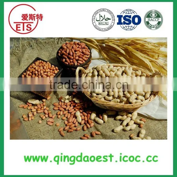 Offer Blanched Peanut for Sale From China / Long Type Red Skin China Big Size Peanut photo-4