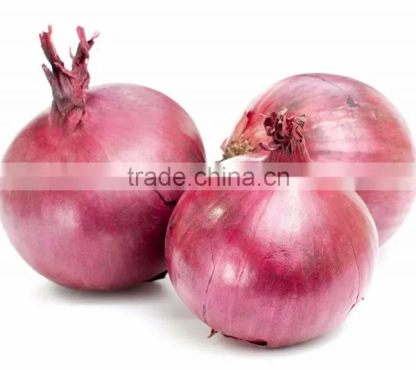 Fresh Onion 2016 Crop from Vietnam