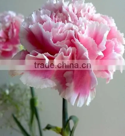 Supply high quality Carnation fresh cut carnation fresh flowers for decoration