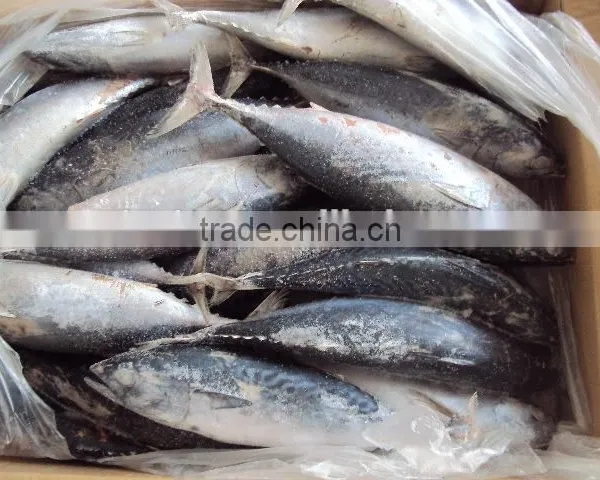 Frozen Whole Round Bonito Tuna photo-2