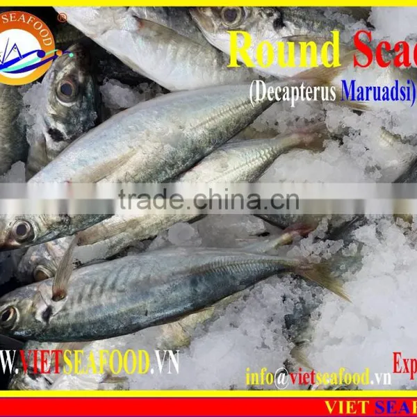 FROZEN MARUADSI WHOLE ROUND (ROUND SCAD) photo-2