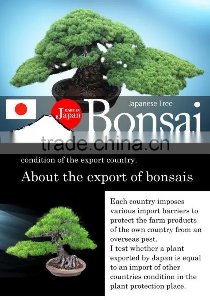 Professional and High-grade Bonsai Plants for Sale Tree at Custom Tailoring photo-2