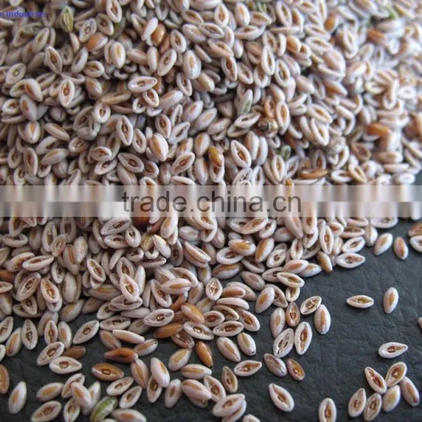 Psyllium Seed photo-2