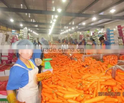 200g-250g Bulk Vegetables/fresh Sweet Carrot photo-5
