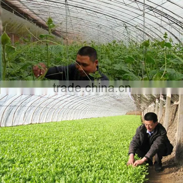 Agricultural Solar Greenhouse For Sale photo-4