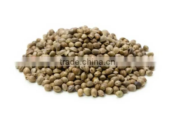 Quality Hemp Seeds photo-6