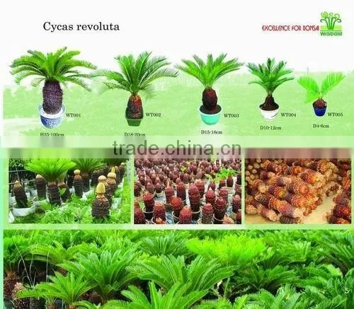 Cycas Revoluta