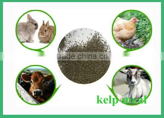 Cattle,Horse,Chicken,Dog,Pig,Fish Use Seaweed Powder Type Feed Grade Kelp Meal photo-5