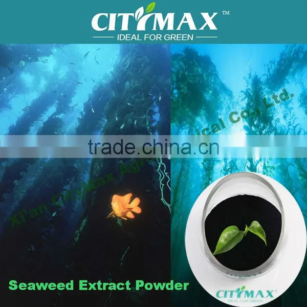 HOT!!! Strong Soluble Seaweed Kelp Powder