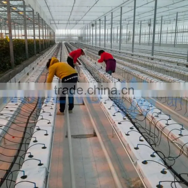 Ultra Clear Float Glass Greenhouse (ISO9001:2000) photo-2