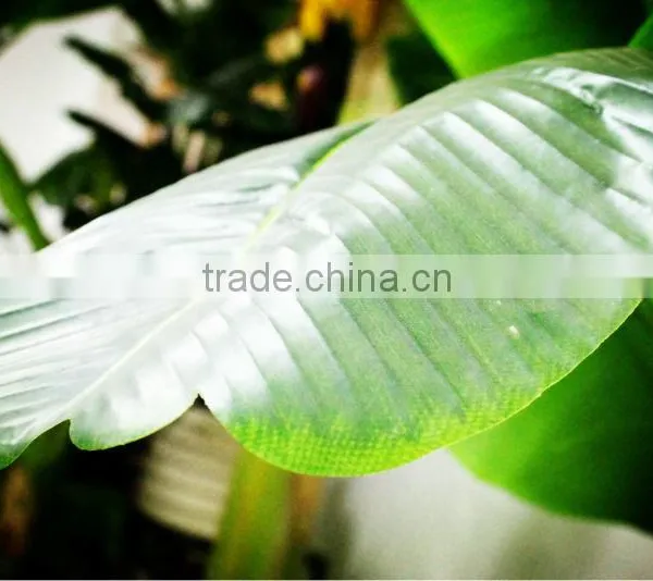 Y8463-15-1LS( 2014 Hot Sale Factory Direct Extra Large Banana Trees for Hotel Decoration ) photo-3
