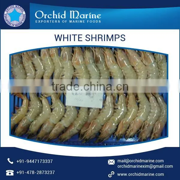 Premium Quality Natural Taste White Shrimps With Long Shelf Life photo-6