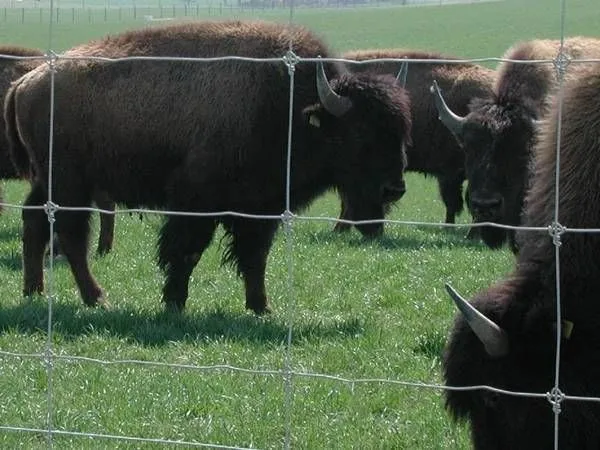 Wholesale 4ft Veld Span Farm Field Fence Hinge Joint Deer Cattle Wire Mesh Knitted Wire Mesh Bending Welding for Animal photo-6