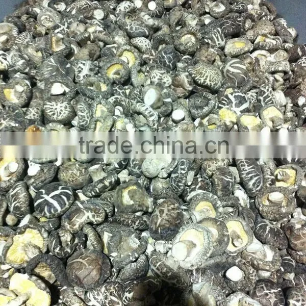 Dried Matsutake Mushroom Growing photo-2