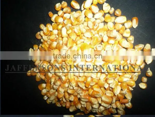 Paraguay Maiz Corn photo-3